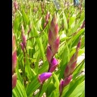 Bletilla striata (fam Orchidacees) (Chine) (2)